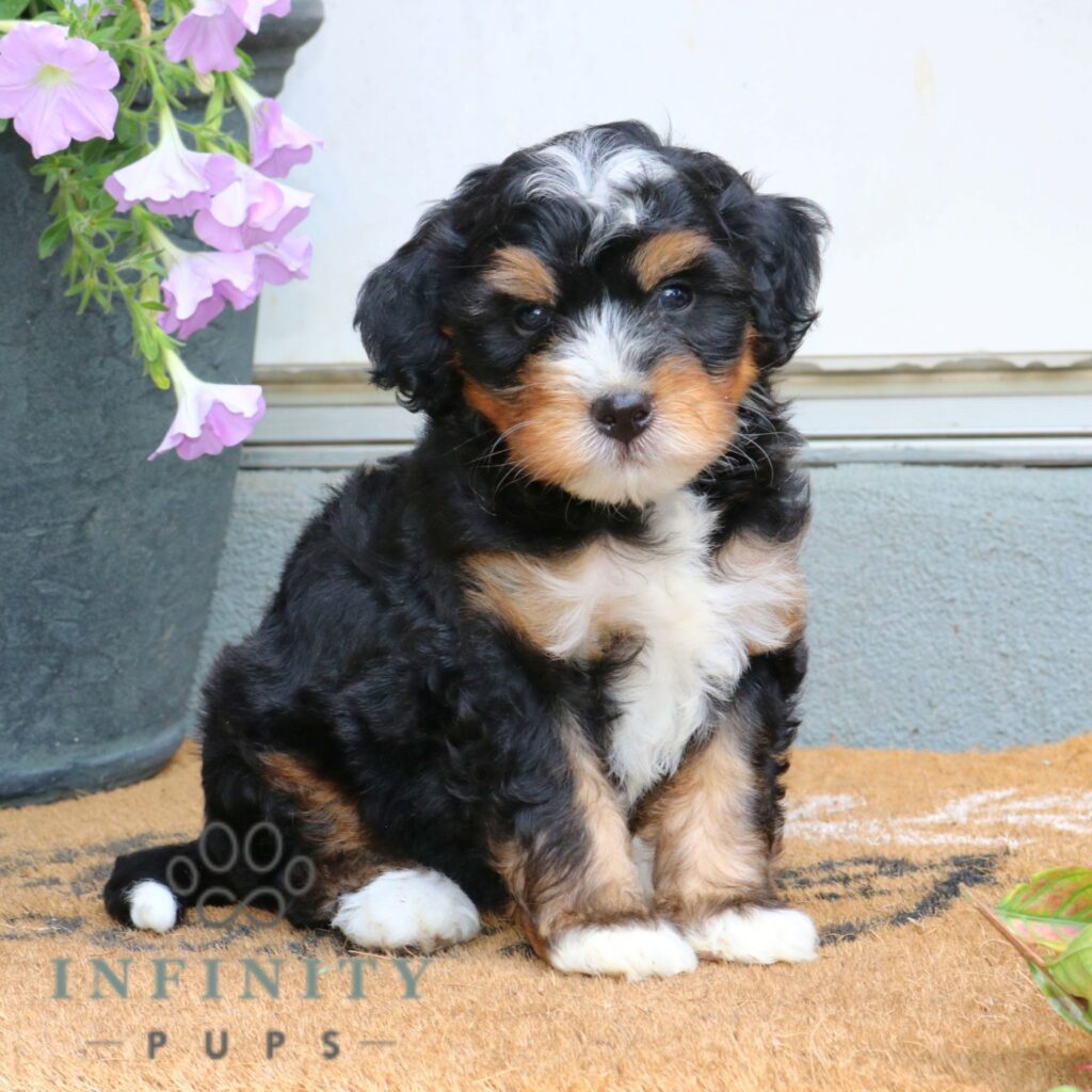 Mini Bernedoodle Puppies For Sale • Adopt Your Puppy Today • Infinity Pups