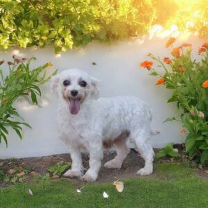 Sophie's mother, a Maltese