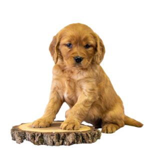 Golden Retriever - Mini