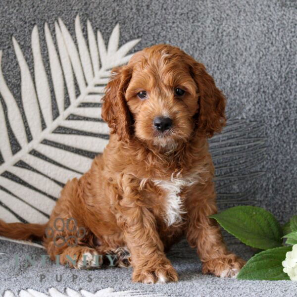 Cockapoo Puppies For Sale • Adopt Your Puppy Today • Infinity Pups