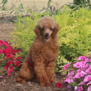 Teddy – AKC's father, a Toy Poodle