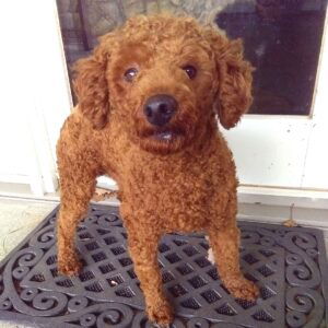 Bentley – F1's father, a Mini Poodle