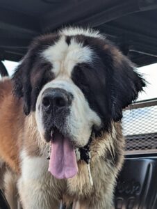 Blaze – Champion Bloodlines's father, a Saint Bernard