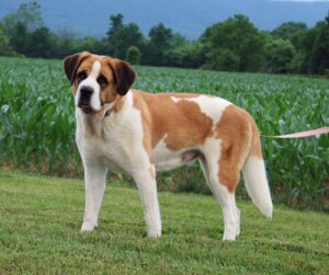 Inferno – Champion Bloodlines's mother, a Saint Bernard