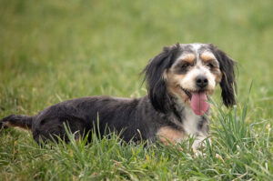 Tessa's mother, a Mini Bernedoodle 