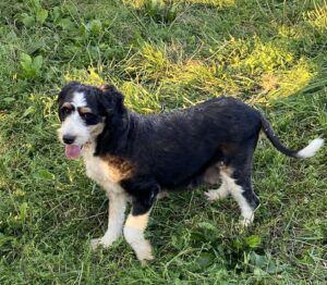 Felix's mother, a Mini Bernedoodle