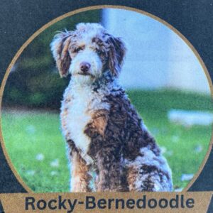 Fredrick's father, a Mini Bernedoodle