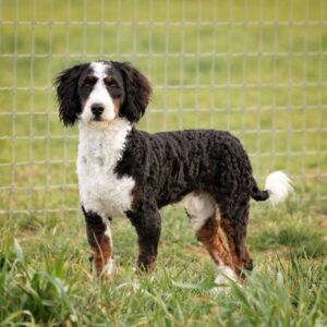 Tyler's father, a Mini Bernedoodle