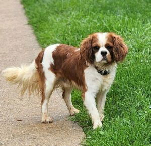 Saint's father, a Cavalier King Charles Spaniel