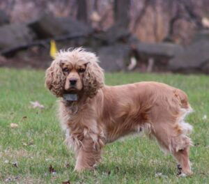 Bria – ACA's mother, a Cocker Spaniel