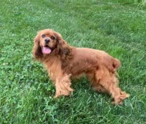 Bentley – ACA's father, a Cocker Spaniel