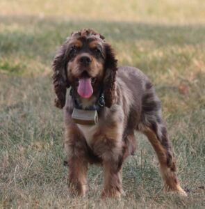 Kenzo – ACA's mother, a Cocker Spaniel