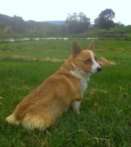 Hailey – AKC's mother, a Corgi