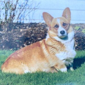 Dahlia's mother, a Welsh Corgi