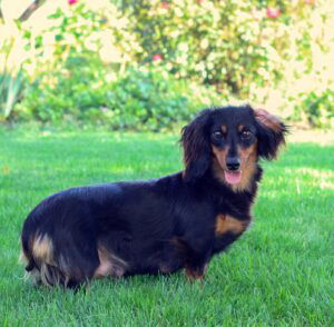 Sienna – ACA's mother, a Mini Dachshund