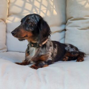 Scout – ACA's father, a Mini Dachshund