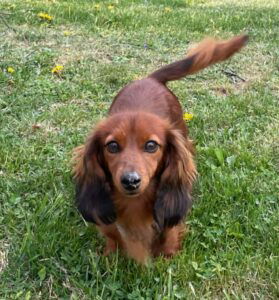 Zaldan's mother, a Mini Dachshund