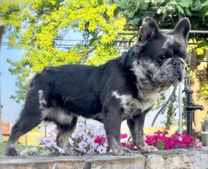 Bear – AKC's father, a French Bulldog