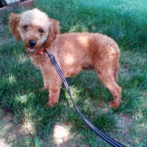 Ziva – Micro's mother, a Micro Mini Goldendoodle