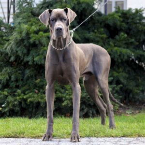 Caleb – AKC's father, a Great Dane