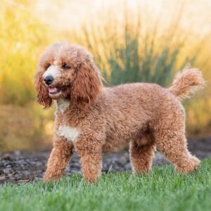 Harley – f1bb's father, a Mini Poodle