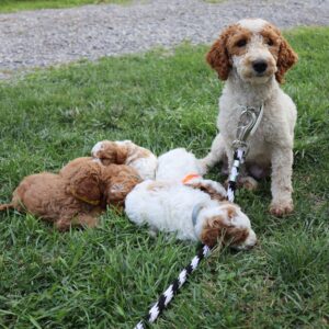 Dylan – AKC's mother, a Mini Poodle