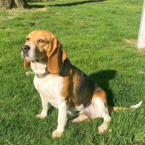 Taffy's mother, a Beagle