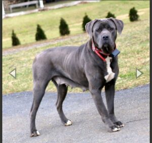 Mason – ICCF's mother, a Cane Corso