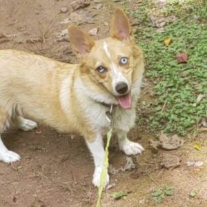 Spot – F1's mother, a Pembroke Welsh Corgi