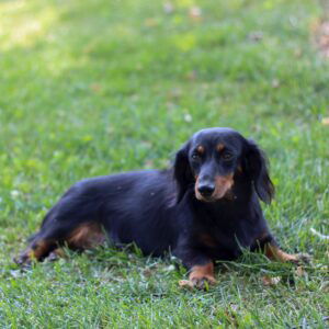 Timmy's mother, a Mini Dachshund