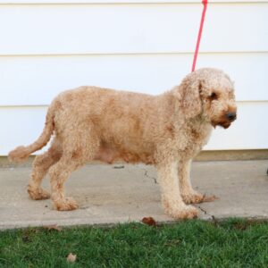 Rusty – F1bb's mother, a Mini Goldendoodle