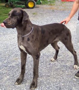 Sawyer – ACA's father, a Great Dane