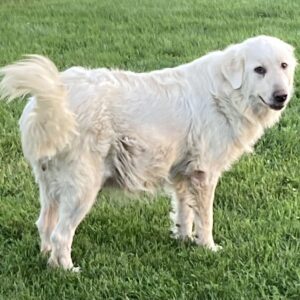 Tucker's mother, a Great Pyrenees