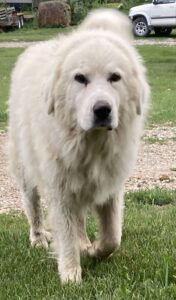 Tucker's father, a Great Pyrenees