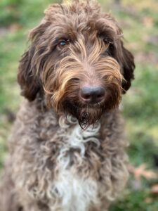 Basil – f1bb's mother, a Standard Chocolate Labradoodle 