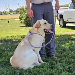 Jade – AKC's father, a Yellow Labrador Retriever