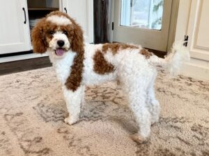 Basil – f1bb's father, a Mini Poodle