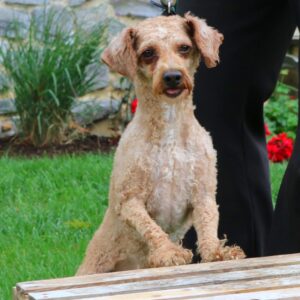 Gator – f1b's father, a Mini Poodle