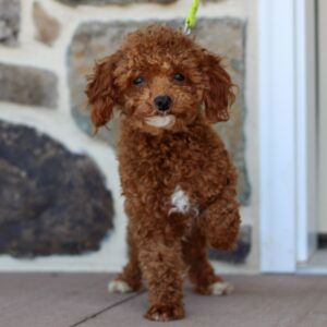 Silas – f1bb Micro's father, a Toy Poodle