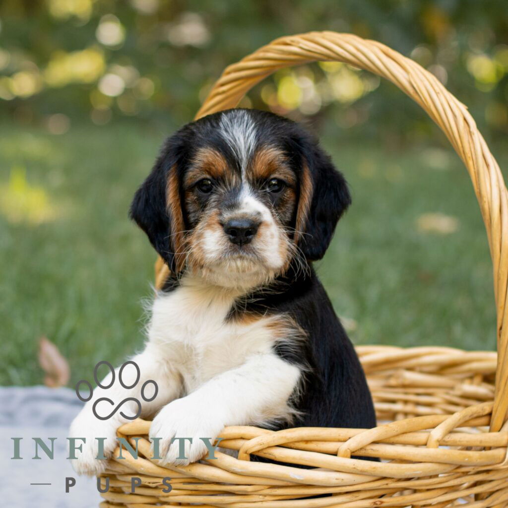 Poogle Puppies For Sale • Adopt Your Puppy Today • Infinity Pups
