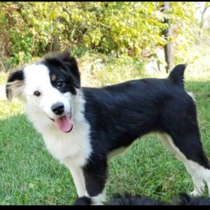 Harley – F1's mother, a Mini Australian Shepherd