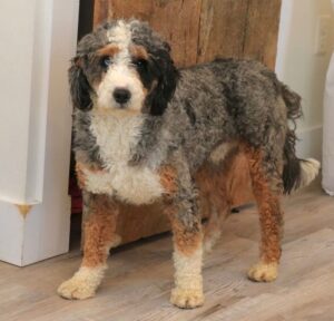 Maggie – f2's father, a Mini Bernedoodle