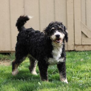 Brooke – f1b's mother, a Mini Bernedoodle