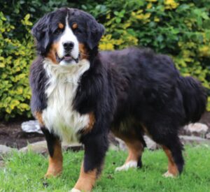 Dolly – AKC's father, a Bernese Mountain Dog