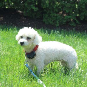 Coconut – f1's mother, a Bichon Frise