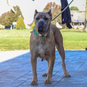 Patty – ICCF's mother, a Cane Corso