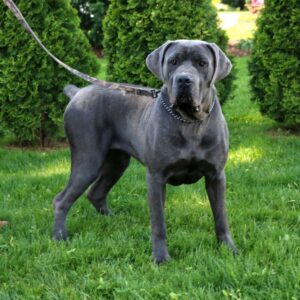 Blue – ICCF's mother, a Cane Corso