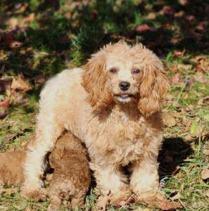 Nina – f1b's mother, a Cavapoo