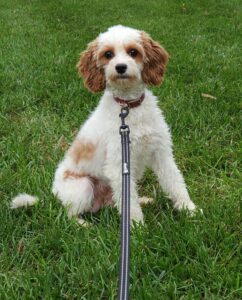 Karl – f1b's mother, a Cavapoo