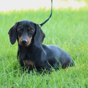 Lila – f1 Dorkie's mother, a Dachshund